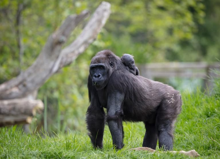 Dublin Zoo is offering all September visitors a chance to win lifetime passes