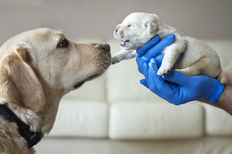 DSPCA appeal to the public to foster new mums and puppies