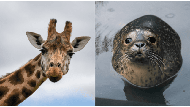 6 exciting wildlife experiences for families to visit in Ireland this summer
