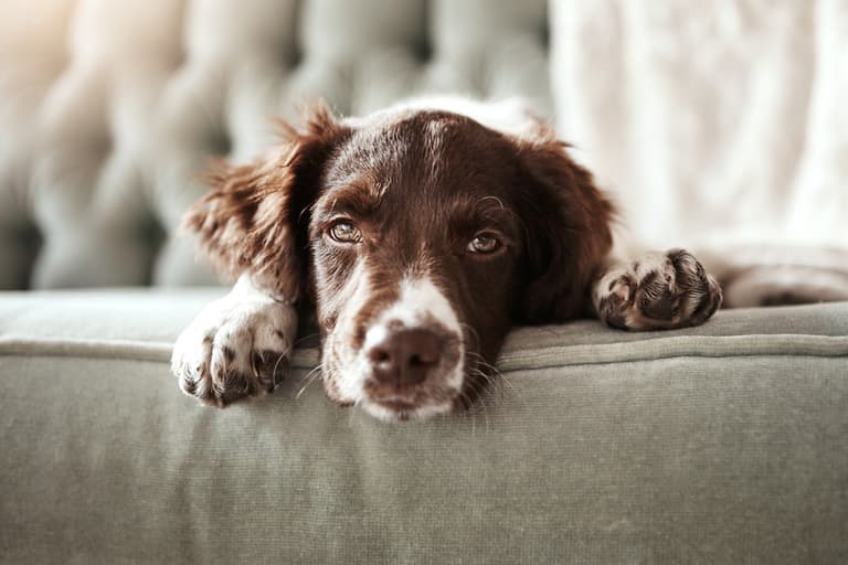 Concerning number of people in Ireland are surrendering their dogs