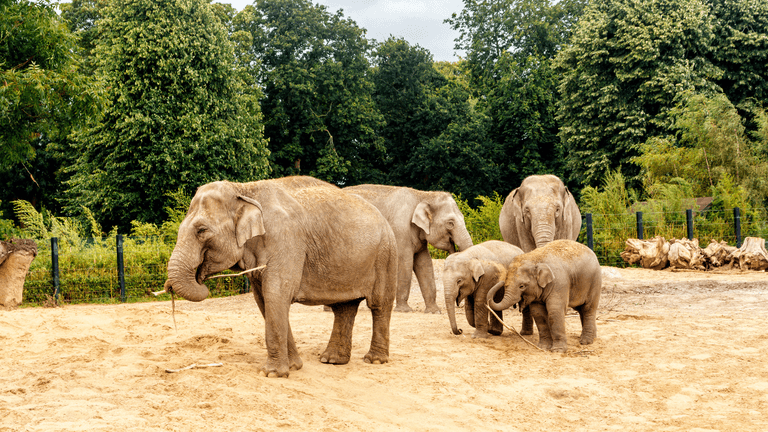 Mums go free to Dublin Zoo with special Mother’s Day offer
