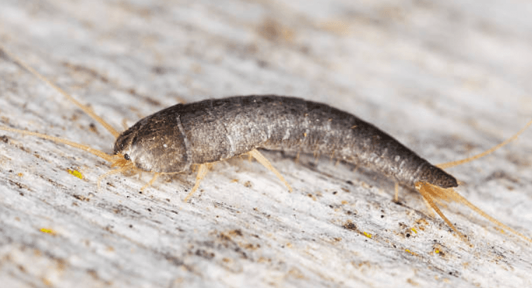 ‘Skin eating insects’ to invade our homes during the cold spell