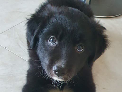 Six newborn puppies rescued in Longford