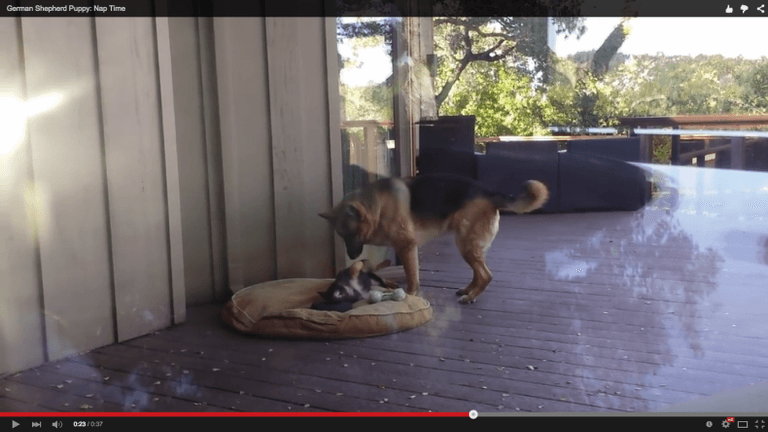WATCH: Naptime – it’s a battle of wills no matter what species you are