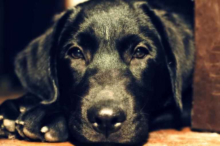 Watch: This Dog Loves Pie Face Almost As Much As The Kids