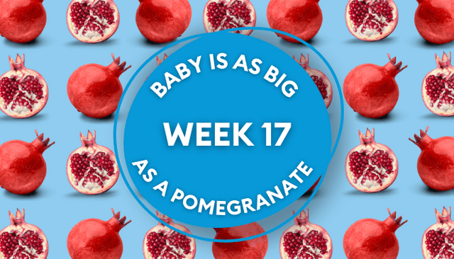Your baby at 17 weeks pregnant: Week-by-week guide to development