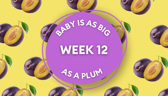 Your baby at 12 weeks pregnant: Week-by-week guide to development