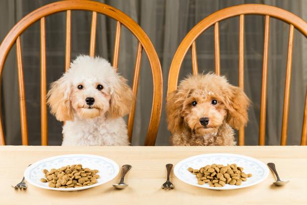Study reveals certain dog foods which are dangerous for owners and dogs