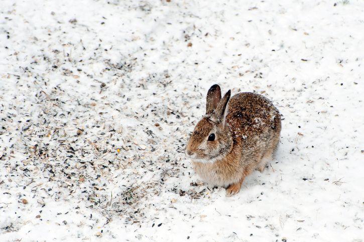 Dublin Airport police share video of them rescuing baby rabbit in the snow