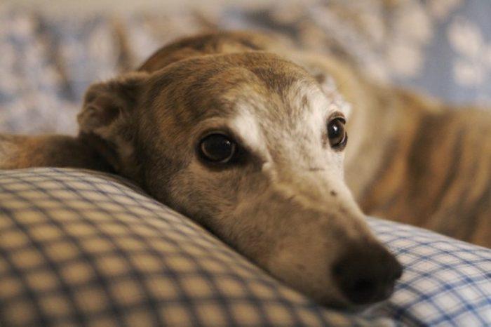 Dogs Trust can’t find greyhounds their ‘forever home’ and the facts are heartbreaking