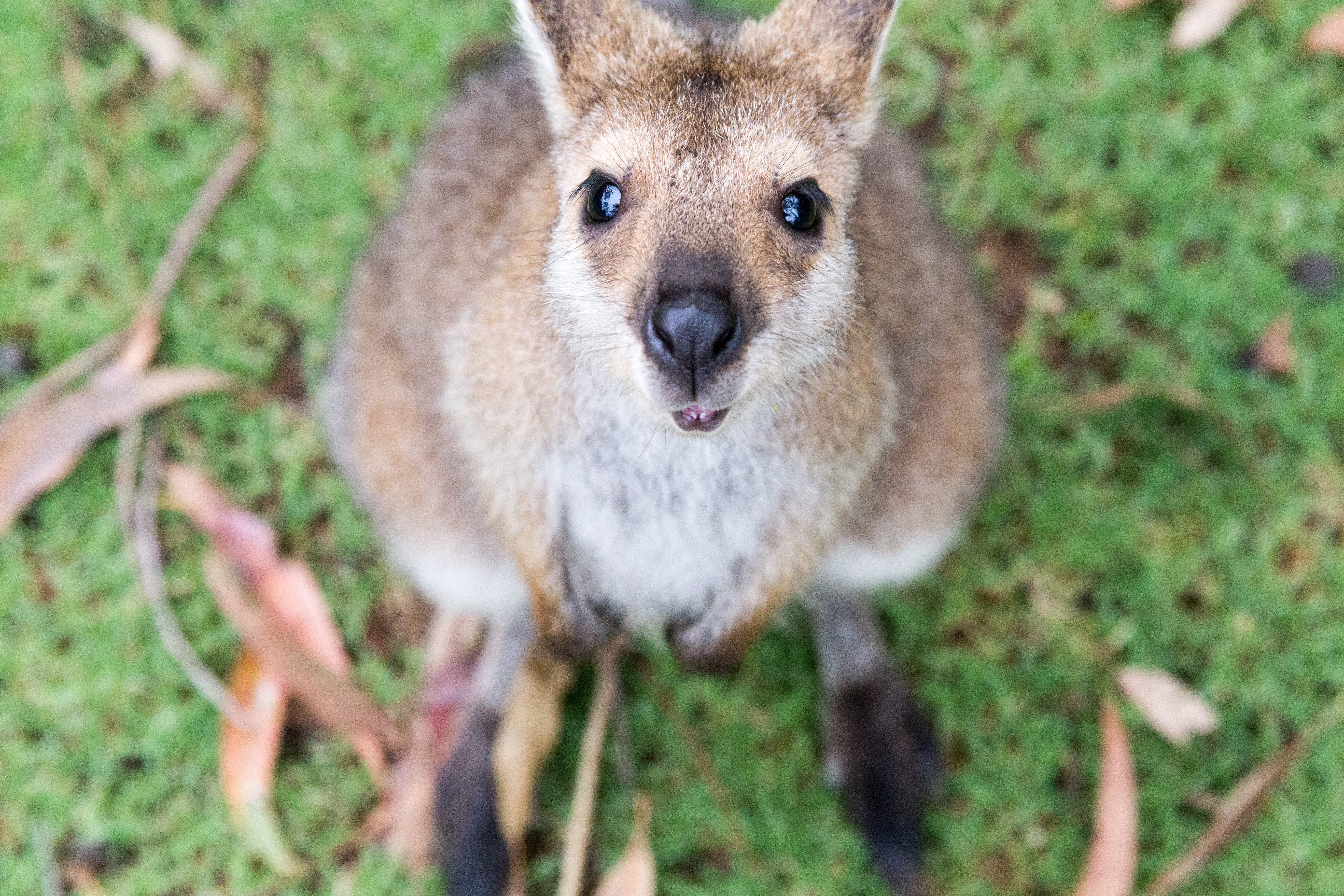 Video captures baby kangaroo’s first time peeping out of his mother’s pouch