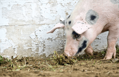 Primary school in UK facing criticism for raising two pigs for slaughter