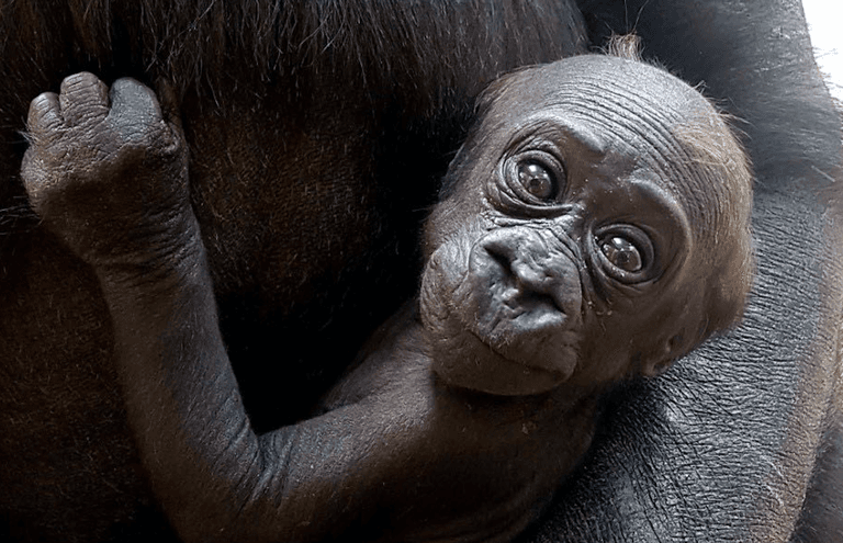 Dublin Zoo’s new baby gorilla is a girl and they want your help naming her