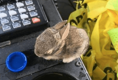 Baby rabbits abandoned by mother rescued by police officer in New Mexico
