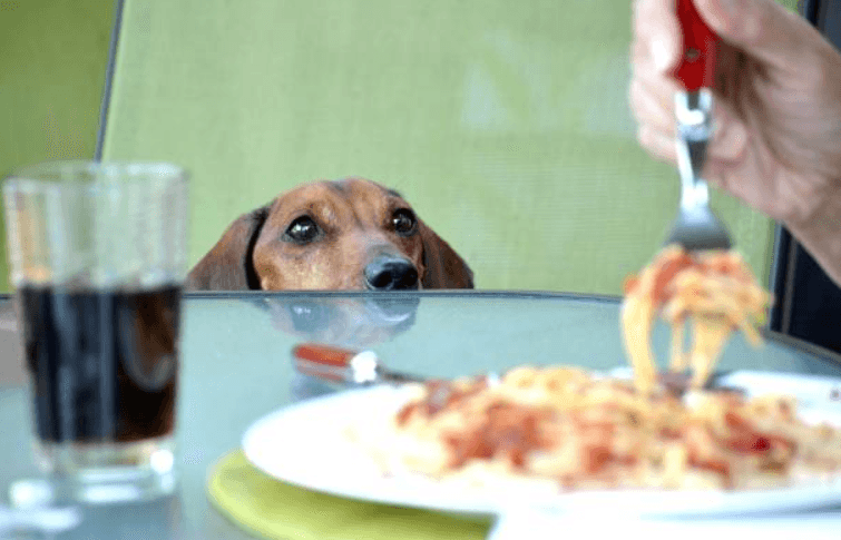 Turns out feeding your dog food from the dinner table is loading them with lots of extra calories