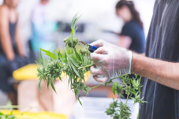 Woman in Clare arrested for cannabis grow house with a street value of €900,000