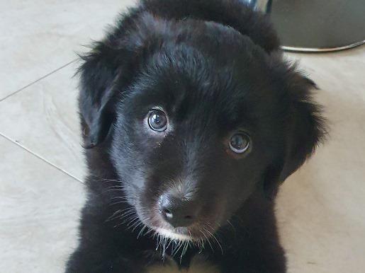 Six newborn puppies rescued in Longford