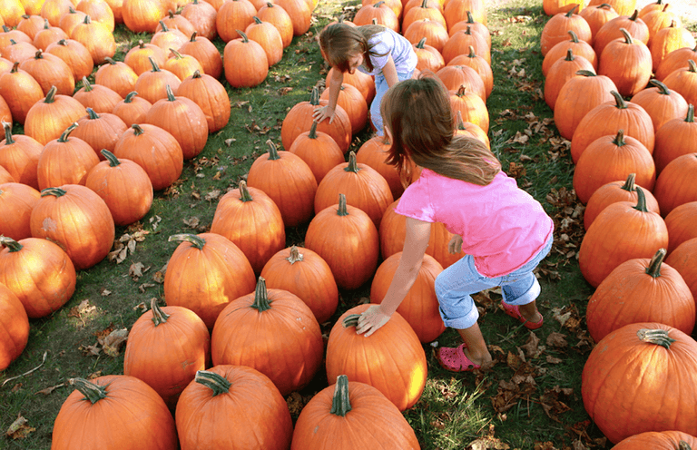 Family fun: 7 great pumpkin patches around Ireland to bring the kids to this October