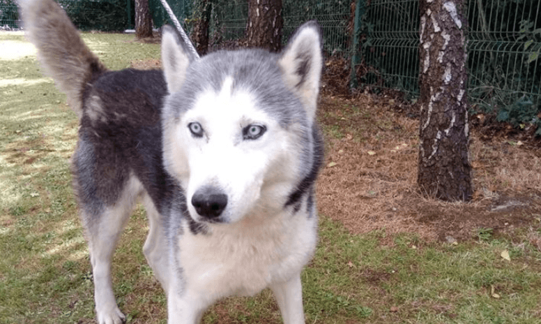 10 stolen dogs recovered by Gardaí in Limerick