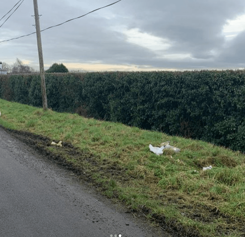 Puppy in Dublin “thrown out with the rubbish” on the side of the road