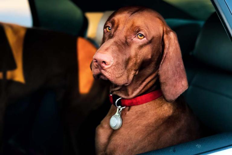 The dangers of leaving pets in hot cars and what to do if you see one