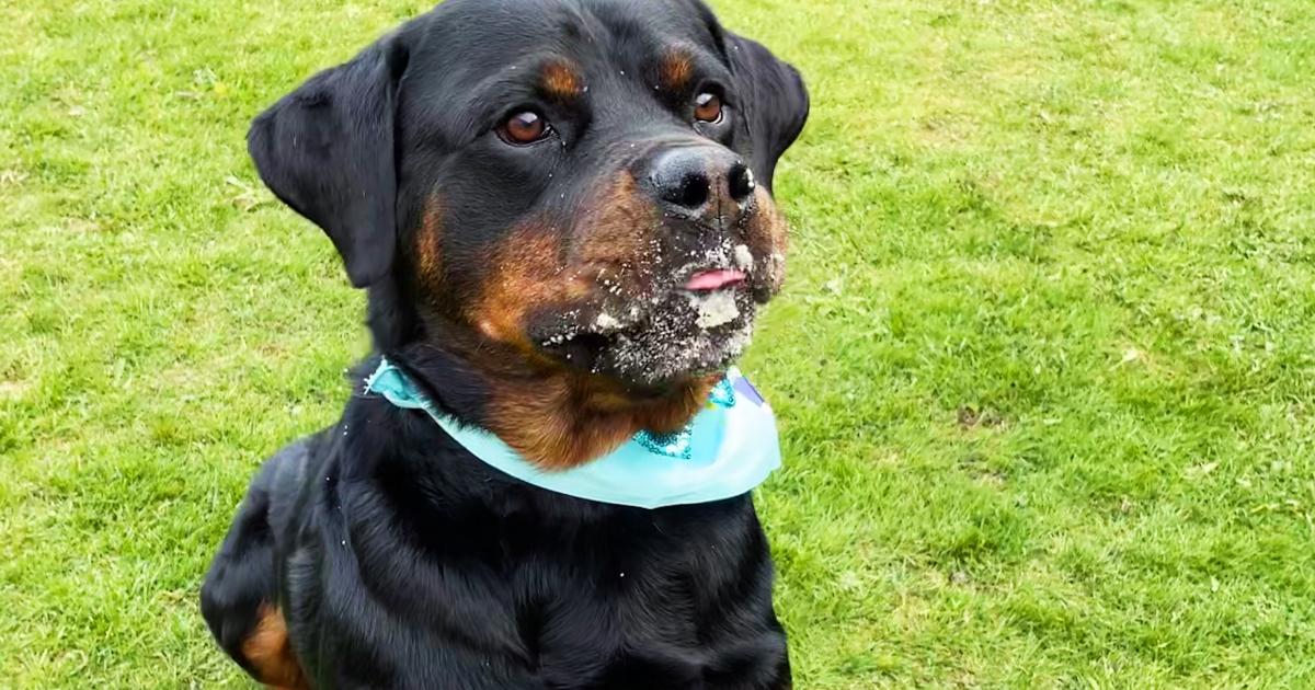 Opinion: Please don’t give up on your rescue dog – they’re so worth it