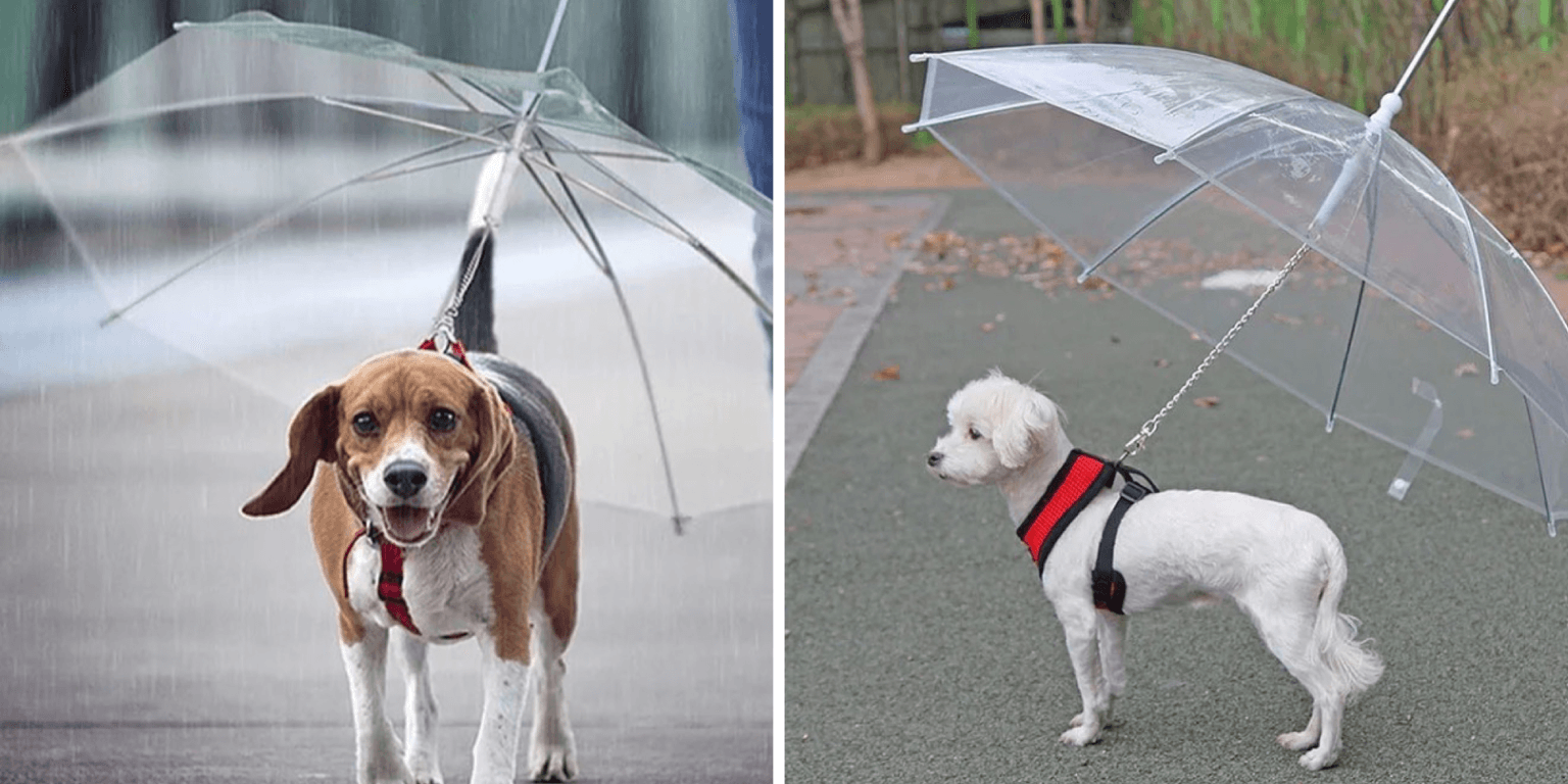 Dog owners are going crazy for this Dublin man’s pet umbrellas
