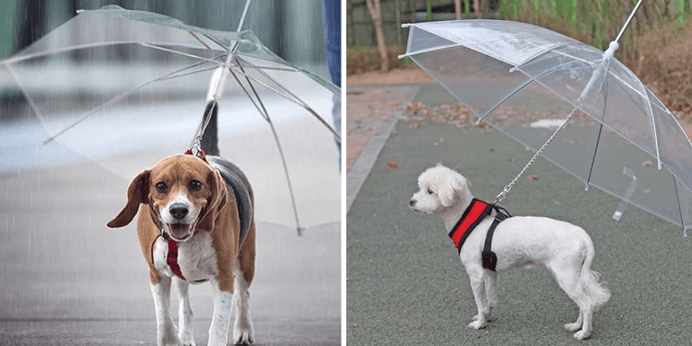 Dog owners are going crazy for this Dublin man’s pet umbrellas