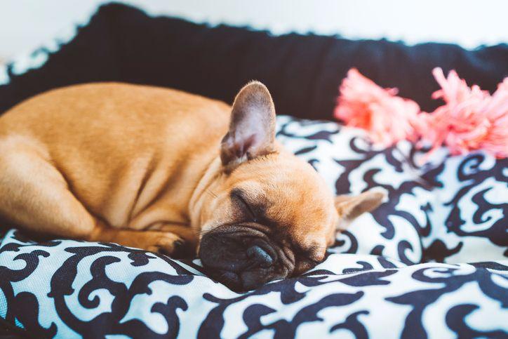 Pugs and French bulldogs could be banned in UK over health concerns