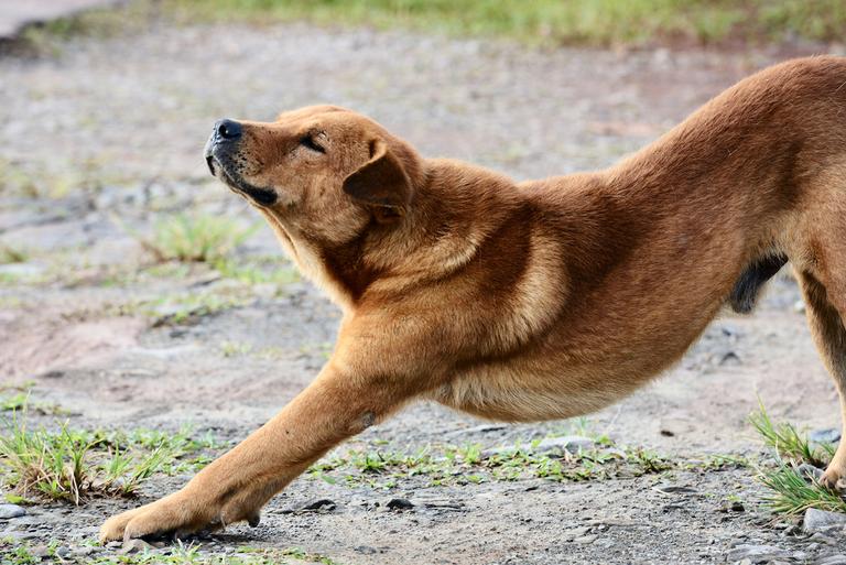 Warning issued to dog owners about the “big stretch” Warning issued to dog owners about the “big stretch”