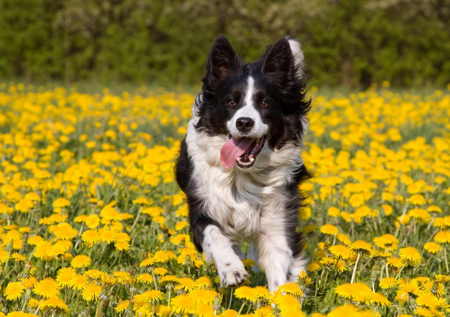 Ireland’s oldest dog Skippy dies aged 27