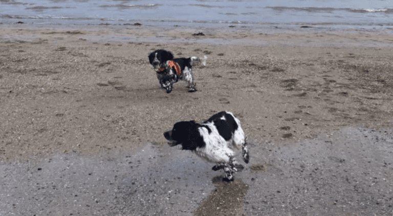 Long-lost dog siblings accidentally reunite on Kerry beach on Christmas Day
