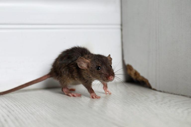 Woman shares €12 solution to find out where mice are in your house