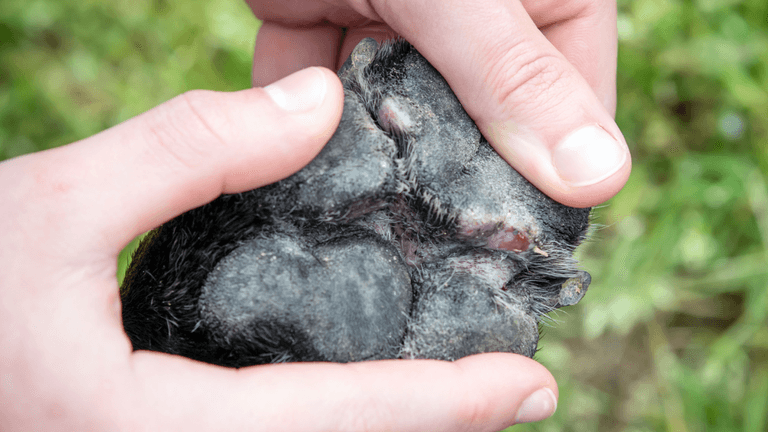 Pet owners advised to do ‘pavement test’ to see if they should walk their dog