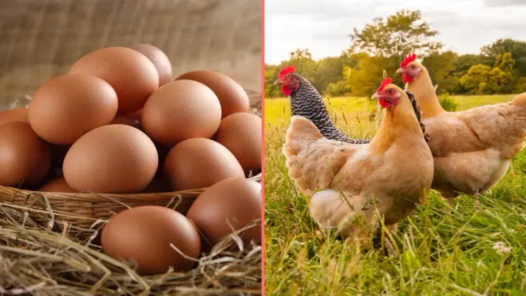 Scientists say they finally know what came first the chicken or the egg
