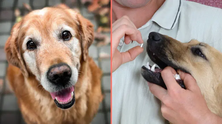 Anti-aging drug for dogs set to be available by 2026