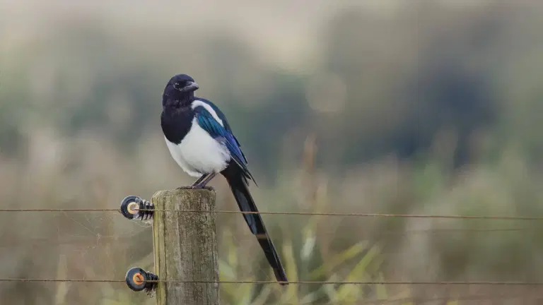 People given warning on what to do if they see magpies in their garden this winter