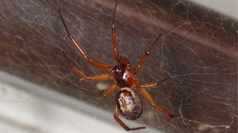 Warnings issued as Ireland’s ‘most dangerous spider’ invades homes this month