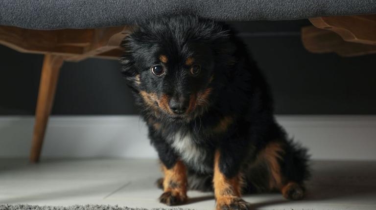 Dog owners praise ‘amazing’ device that keeps pets calm during fireworks