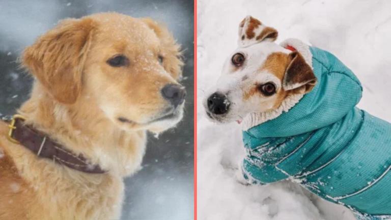 Expert issues warning over when it’s too cold to walk your dog