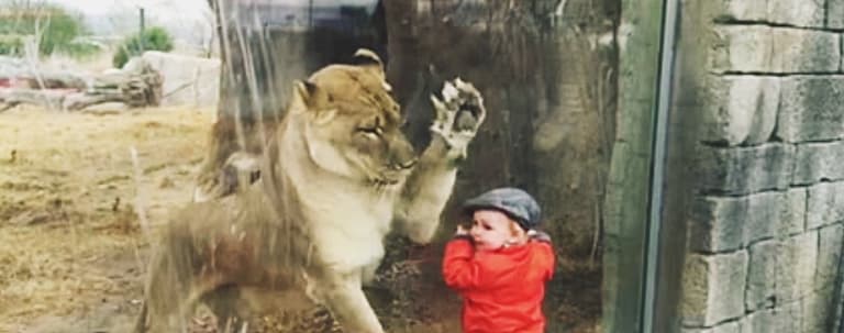 WATCH: This toddler gets uncomfortably close to a curious lioness WATCH: This toddler gets uncomfortably close to a curious lioness