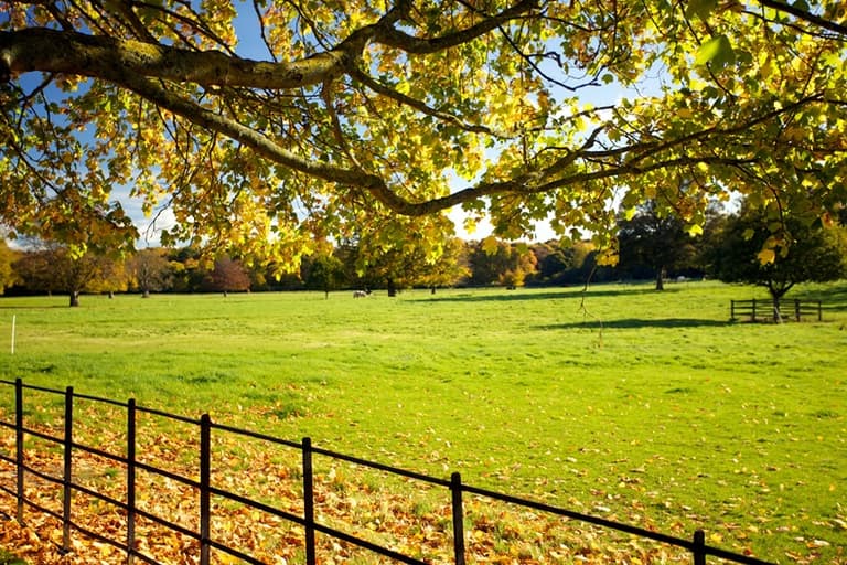 Man released without charge following Phoenix Park hit and run Man released without charge following Phoenix Park hit and run