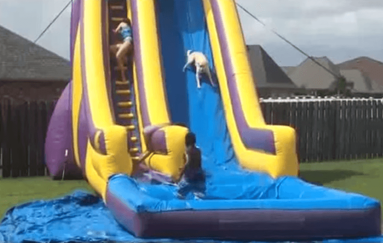 WATCH: Dog is WAY too excited to queue for the waterslide WATCH: Dog is WAY too excited to queue for the waterslide