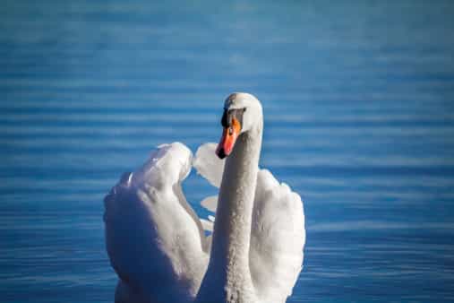Supervet Noel Fitzpatrick saves swan lost in the middle of a busy Dublin road Supervet Noel Fitzpatrick saves swan lost in the middle of a busy Dublin road