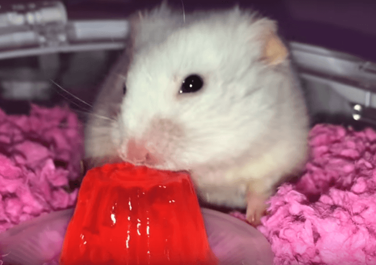 WATCH: Adorable hamsters love going to Hamster Playschool WATCH: Adorable hamsters love going to Hamster Playschool