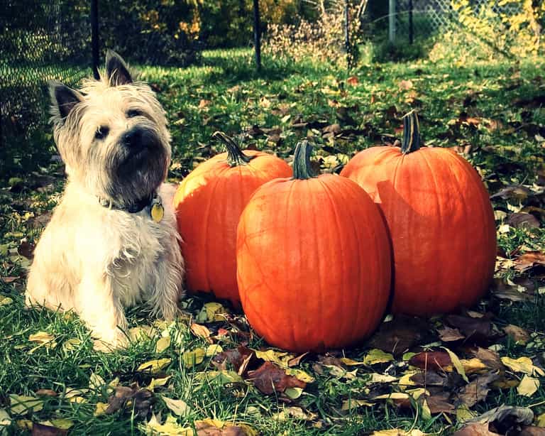 How To Keep Your Pets Safe This Hallowe’en How To Keep Your Pets Safe This Hallowe’en