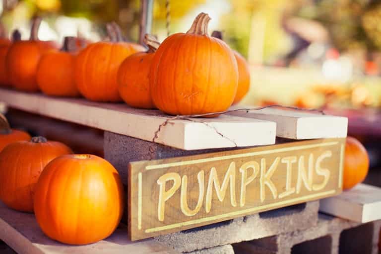 Three places to pick the perfect pumpkin this year Three places to pick the perfect pumpkin this year