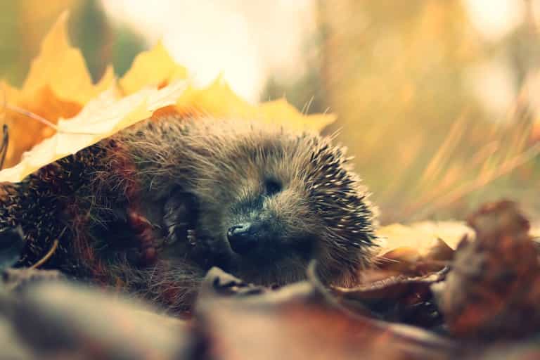 Video: Tiny Hedgehogs Asleep In A Muffin Tin Video: Tiny Hedgehogs Asleep In A Muffin Tin