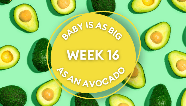 Your baby at 16 weeks pregnant: Week-by-week guide to development Your baby at 16 weeks pregnant: Week-by-week guide to development