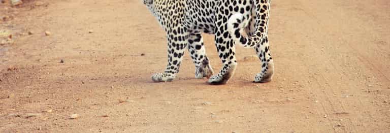 WATCH: Leopard Roams School Corridors WATCH: Leopard Roams School Corridors